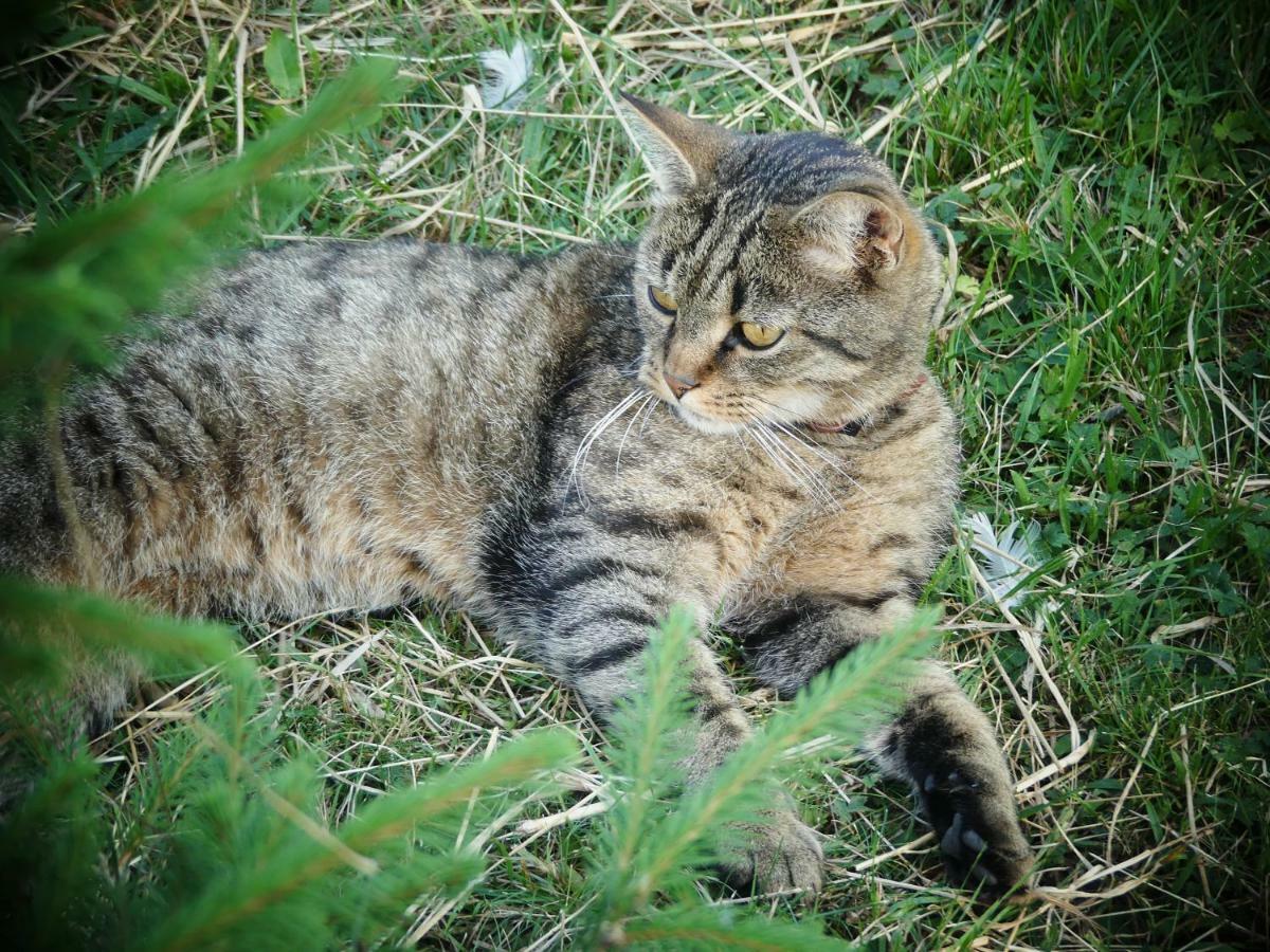 Venkovske Apartmany Tiche Pastviny Kamenicky Senov エクステリア 写真